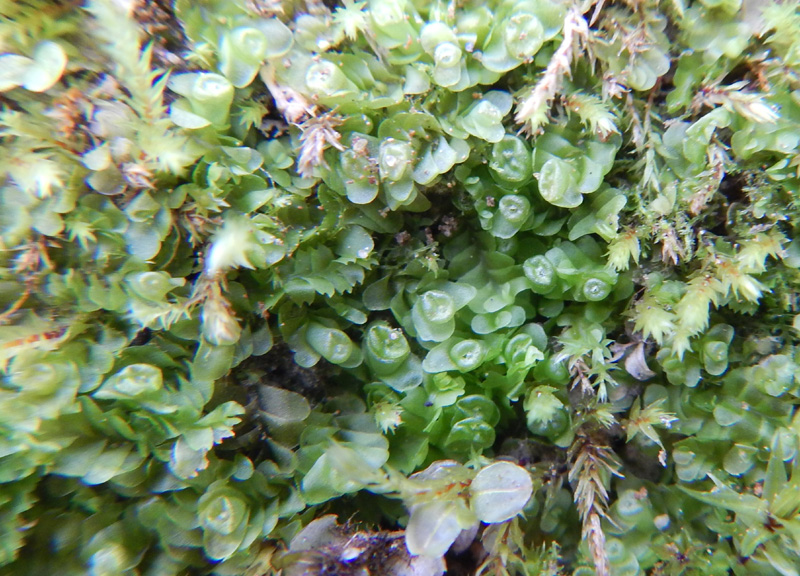 Liochlaena lanceolata